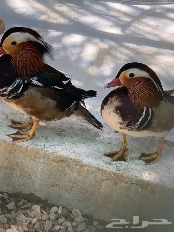 بط مندرين ملون 2