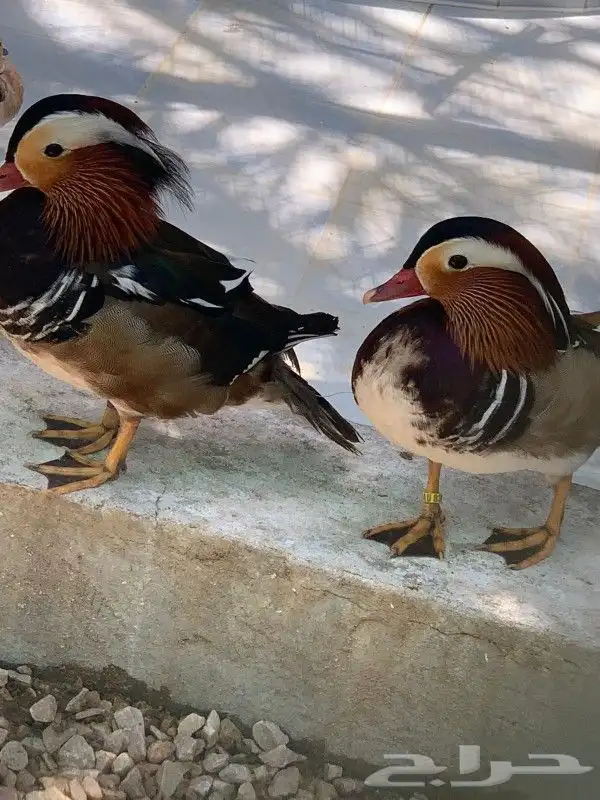 بط مندرين ملون 3