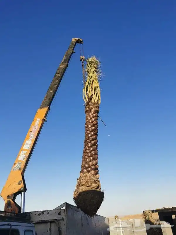 نخل لبيع موصل لموقع المطلوب 2