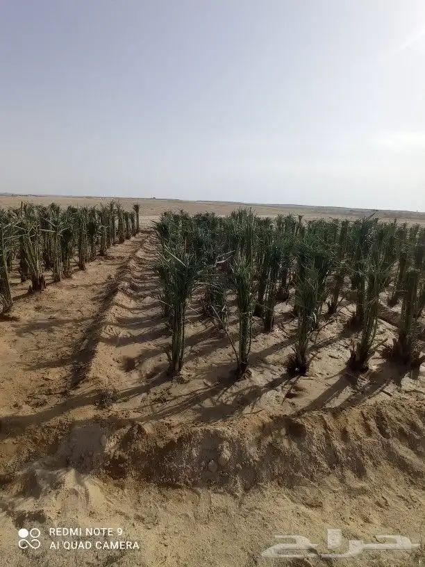 مقاول شبوك ونخيل 11