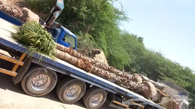 نخيل واشنطونيا و نجيله 0