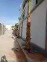 مقاول شبوك ونخيل 4