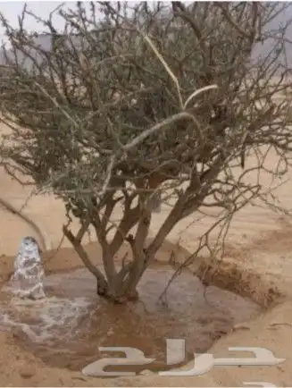 توريد جميع انواع الااشجار 6