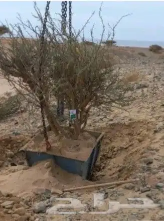 توريد جميع انواع الااشجار 3