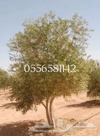 توريد جميع انواع الااشجار 7