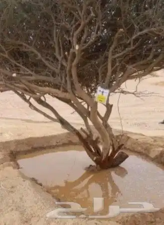 توريد جميع انواع الااشجار 8