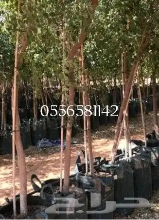 توريد جميع انواع الااشجار 1