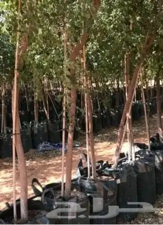 توريد جميع انواع الااشجار 4