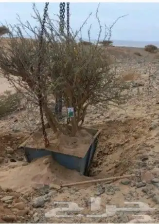 توريد جميع انواع الااشجار 2