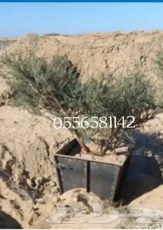 توريد جميع انواع الااشجار 0
