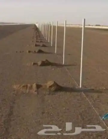 ابوناصر لأعمال الشبوك الزراعيه والسياجات الامنيه 0