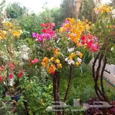 صيانه وتنسيق الحدائق فنى زراعى أبو سجي 2