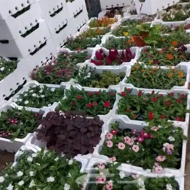 صيانه وتنسيق الحدائق فنى زراعى أبو سجي 3