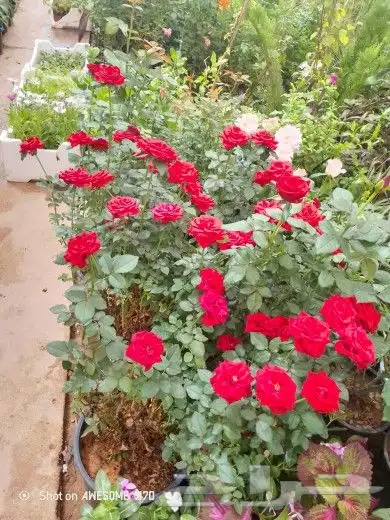 صيانه وتنسيق الحدائق فنى زراعى أبو سجي 8