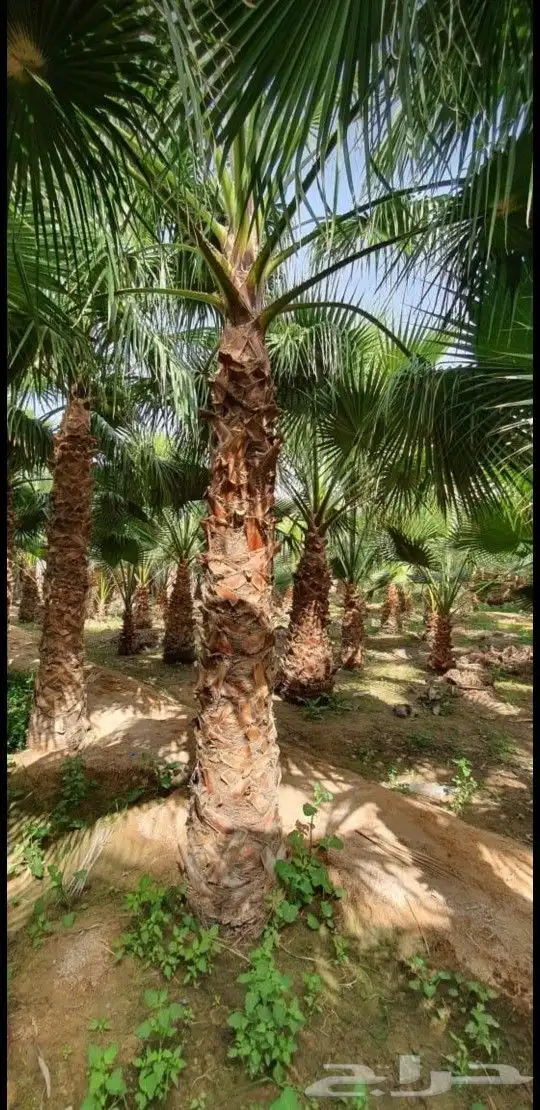 مشاتل واشنطني لسناالوحيدون ولاكن الافضل اسعار مناسبه 13