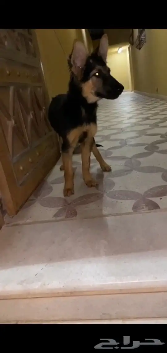 جرو جيرمن شيبرد للتبني برسوم او بدل 0