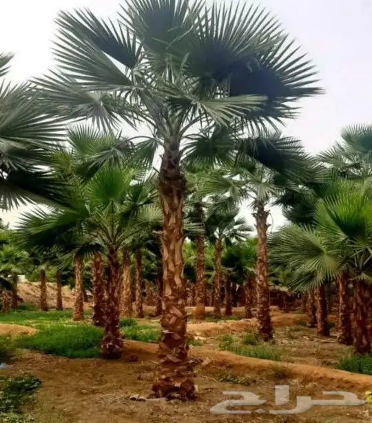 مشاتل واشنطني لسناالوحيدون ولاكن الافضل اسعار مناسبه 0