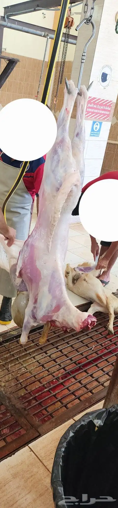 طليان سواكن 20 6
