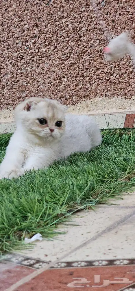 سكوتش فولد AV11 مستوى فاخر لمحبي النوادر 4