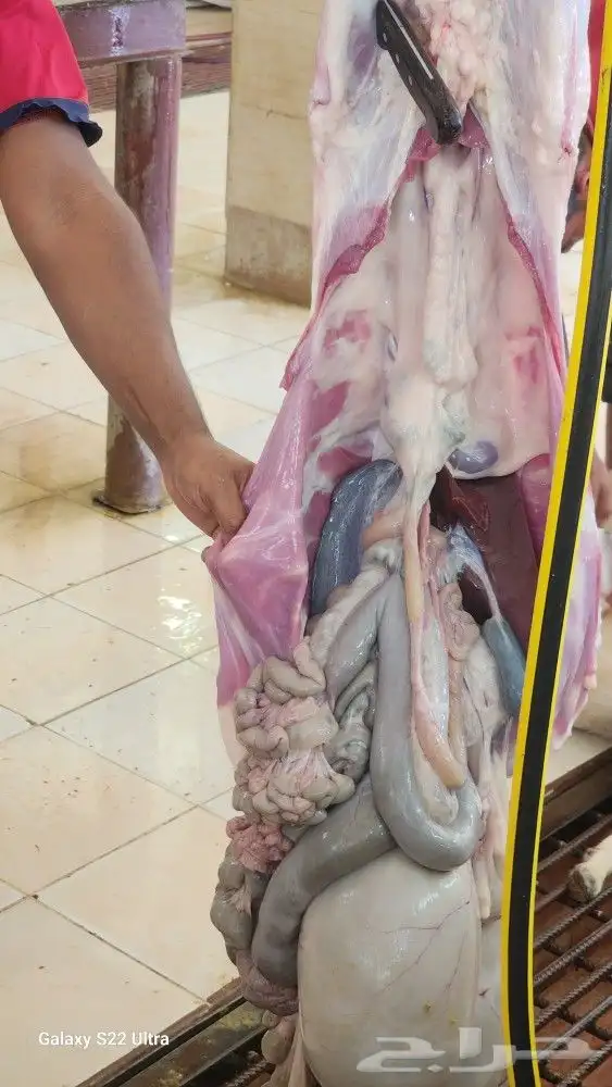 طليان سواكن 20 5