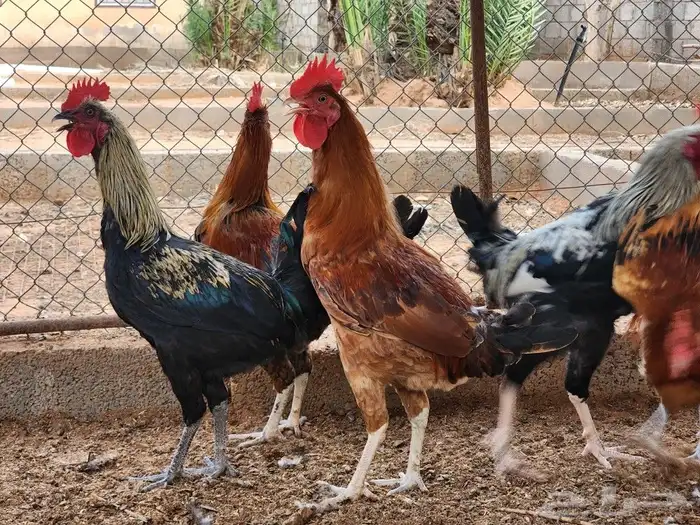 للبيع 15 ديك بشقراء 3