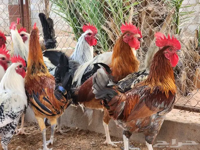 للبيع 15 ديك بشقراء 0