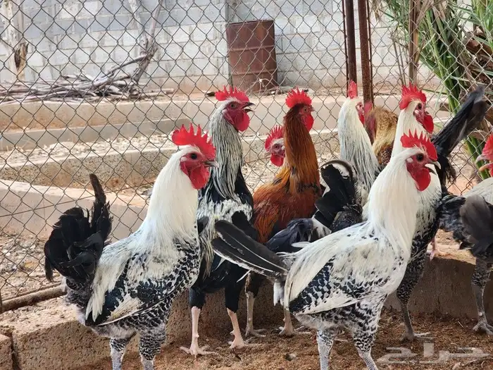 للبيع 15 ديك بشقراء 1