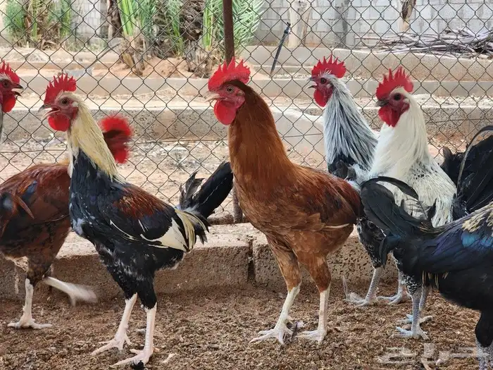 للبيع 15 ديك بشقراء 4