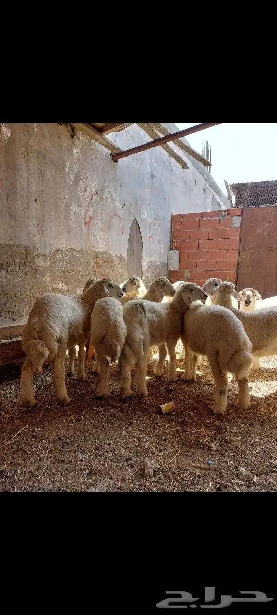 سواكني تربية نظيفة و حري وذبايح ثلاجة و طبخ مع التوصيل 2