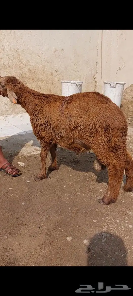 سواكني تربية نظيفة و حري وذبايح ثلاجة و طبخ مع التوصيل 1