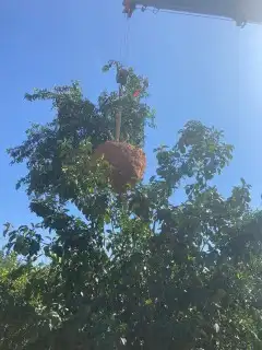 جميع انواع الشجر 2