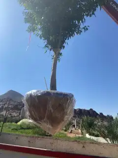 جميع انواع الشجر 0