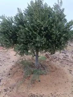 نخل وزينو للتواصل ج 6