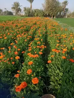 مصري مزارع خبره في مجال الزراعه والنخيل والأغنام 1