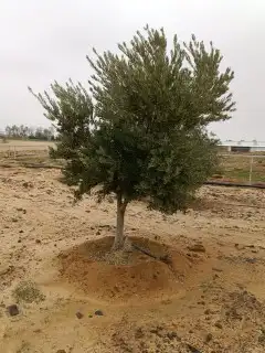 نخل وزينو للتواصل ج 5