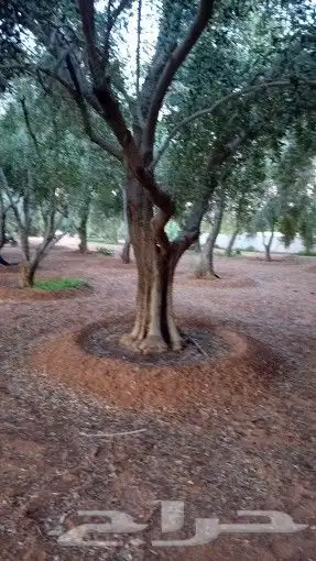 جميع انواع الشجر 6