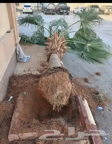 زراعه الورد الطبيعى والتيل الطبيعى وقص الاشجار 0