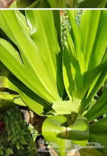 زراعه الورد الطبيعى والتيل الطبيعى وقص الاشجار 2