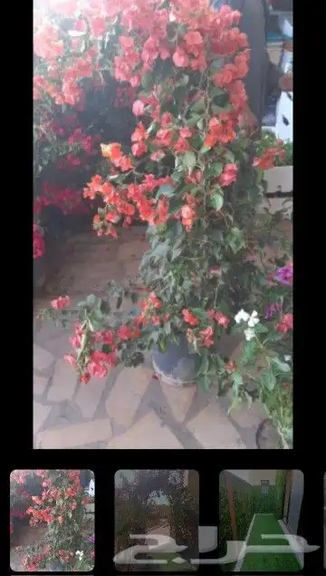 زراعه الورد الطبيعى والتيل الطبيعى وقص الاشجار 3