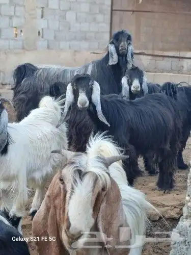 مصري مزارع خبره في مجال الزراعه والنخيل والأغنام 4