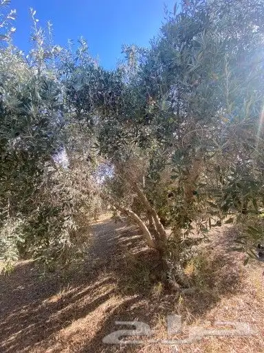 جميع انواع الشجر 3