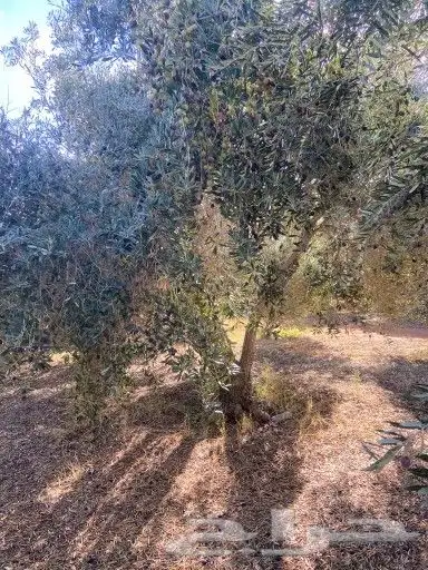 جميع انواع الشجر 5