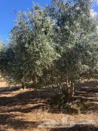 جميع انواع الشجر 4