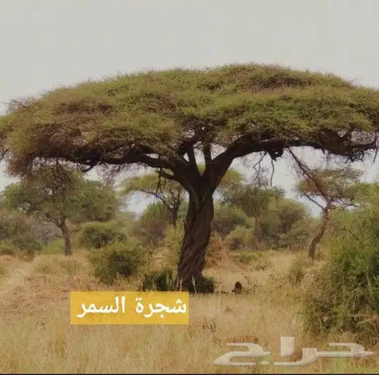 عسل سمره مسني جيزاني الدبه 7كيلو 1