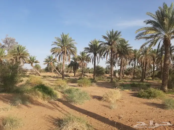 نخل طويل للبيع 7