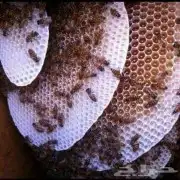 عسل سدر عسل سمرة عسل طلح مضمون وعلى الشرط 13