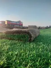 ثيل طبيعي سي 2000 1