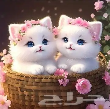 فندقه يستحق حيوانك الاليف الراحه التامه 1