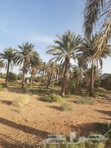 نخل طويل للبيع 4