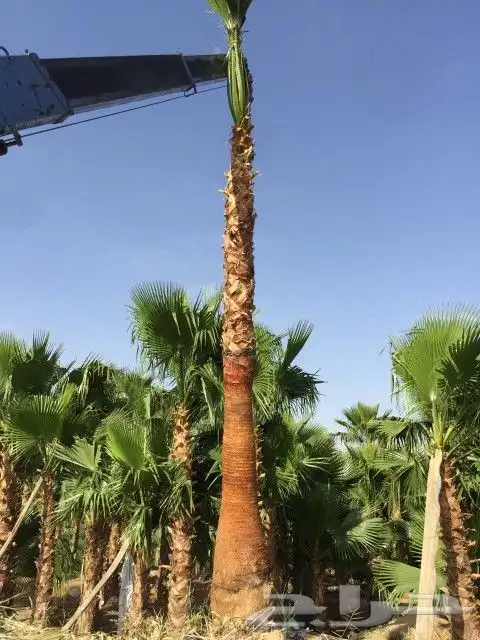 نخل وشنطني زينة للبيع جميع انواع المقسات 3